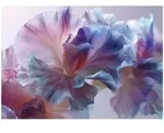 FOTOTAPETE Blumen Abstrakt Lila 300x210 cm