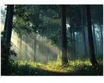 FOTOTAPETE Wald Sonne Natur Wohnzimmer Vlies Tapete 300x210