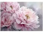 FOTOTAPETE Blumen Pfingstrosen Rosa 400x280 cm
