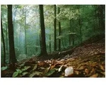 FOTOTAPETE Wald 3D Effekt Natur Wohnzimmer 250x175