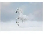 FOTOTAPETE Pferde Tiere Wohnzimmer Vlies Tapete 150x105