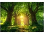FOTOTAPETE Wald B&auml;ume Gr&uuml;n 254x184 cm