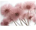 FOTOTAPETE Pusteblume Boho Wohnzimmer 350x250