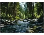FOTOTAPETE Wald Fluss Gr&uuml;n 400x280 cm