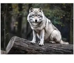 FOTOTAPETE Wolf 3D Effekt Wald Wohnzimmer Vlies Tapete 350x250