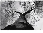 FOTOTAPETE Baum 3D Effekt Vlies Tapete Wohnzimmer 400x280