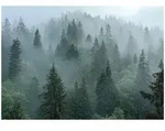 FOTOTAPETE Wald Nebel 3D Effekt Natur Wohnzimmer 250x175