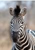 Rasch Tapete 363623 - Fototapete auf Vlies mit Zebra in Schwarz-Weiß -...