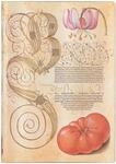 Softcover Notizbuch Lilie & Tomate Midi Liniert: Flexi softcover, 100 gsm, ribbon