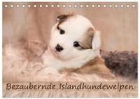 Kalender 2027 &middot; Bezaubernde Islandhundewelpen | Islandhundewelpen ziehen jeden...