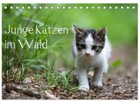 Kalender 2027 &middot; Junge Katzen im Wald | Die kleinen Katzen geniessen sehr den