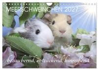 Kalender 2027 &middot; Meerschweinchen 2027 - bezaubernd, hinrei&szlig;end, entz&uuml;ckend 