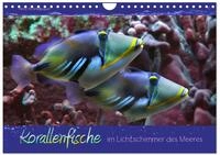 Kalender 2027 &middot; Korallenfische im Lichtschimmer des Meeres | Bunte...