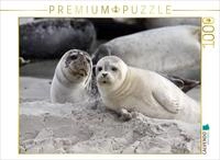 Puzzle &middot; Kegelrobben | 1000 Teile &middot; Lege-Gr&ouml;&szlig;e 64 &times; 48 cm &middot; CALVENDO...