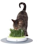 Catit Design Senses Gras Garten, Katzengras, 707.6 g (1er Pack)