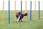 Trixie Hunde Agility Slalom-Set mit 12 Stangen &ndash; f&uuml;r Einsteiger & Profis