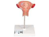 3B Scientific Menschliche Anatomie - Fetus Modell, 3. Monat + kostenlose...