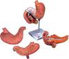 3B Scientific Menschliche Anatomie - Magen, 3-teilig + kostenlose Anatomie App...