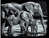 MAMMUT 137001 - Kratzbild, Motiv Elefanten, silber, glänzend, quer,...