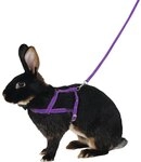 Kerbl Pet Schultergeschirr Agility mit Leine, 2m, lila, L | Hundegeschirr, mit Leine,