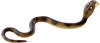 Bullyland 68481 - Spielfigur Kobra, ca. 16,5 cm große Tierfigur, detailgetreu,