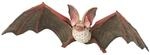 Papo - Realistische Fledermaus-Figur Spielzeug f&uuml;r Kinder - 3 Jahre + - Kollektion