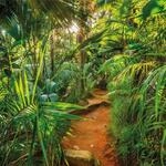 Komar Fototapete | JUNGLE TRAIL | 368 x 254 cm | Tapete, Wand Dekoration, Urwald,