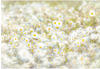 Komar Fototapete DAISIES | 368 x 254 cm | Tapete, Wand Dekoration, Blume,...