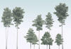 Komar Vlies Fototapete - Pines - Größe 400 x 280 cm (Breite x Höhe) - Wand...