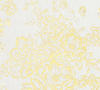 Architects Paper Textiltapete Metallic Silk Tapete mit Blumen floral 10,05 m x...