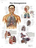 3B Scientific Lehrtafel - Das Atmungssystem