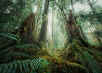 Ravensburger Puzzle Faszinierender Wald - 1000 Teile Puzzle f&uuml;r Erwachsene |...