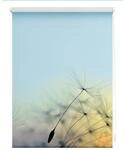 Lichtblick Rollo Klemmfix, ohne Bohren, blickdicht, Pusteblume - Blau