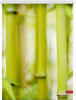 Lichtblick Rollo Klemmfix, ohne Bohren, blickdicht, Bambus - Grün