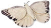 WWF - Plüschtier - Schmetterling (20cm) lebensecht Kuscheltier Stofftier