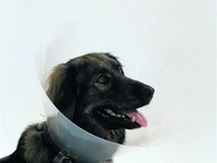 Flamingo HB Hund halskrave GOFI S (S, Hund) (5411290209250)