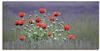 Wandbild ARTLAND "Lavendelfarm in Sequim - Mohnblumen" Bilder Gr. B/H: 100 cm x...