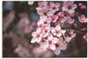 Leinwandbild ARTLAND "Kirschblüten Nahaufnahme im Sonnenlicht" Bilder Gr. B/H:...