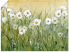 Artland Wandbild "Gänseblümchenfrühling II", Blumen, (1 St.), als Alubild,
