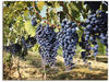 Leinwandbild ARTLAND "Toskanische Weintrauben" Bilder Gr. B/H: 120 cm x 90 cm,