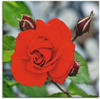 Artland Wandbild "Rote Rosenblüte mit Knospen", Blumen, (1 St.), als...