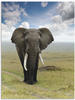 Artland Wandbild "Elefant", Wildtiere, (1 St.), als Alubild, Outdoorbild,