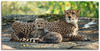 Artland Wandbild "Gepard 2", Wildtiere, (1 St.), als Leinwandbild, Poster,
