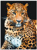 Wandbild ARTLAND "Wütender wilder Leopard" Bilder Gr. B/H: 60 cm x 80 cm,