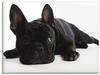 Wandbild ARTLAND "Bulldogge" Bilder Gr. B/H: 80 cm x 60 cm, Leinwandbild...