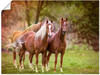Wandbild ARTLAND "Pferde in den Feldern I" Bilder Gr. B/H: 120 cm x 90 cm,...