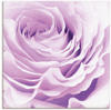 Wandbild ARTLAND "Pastell Rose" Bilder Gr. B/H: 50 cm x 50 cm, Leinwandbild...