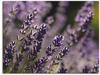 Wandbild ARTLAND "Lavendel" Bilder Gr. B/H: 80 cm x 60 cm, Leinwandbild Blumen