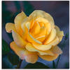 Artland Wandbild "Gelbe Rose", Blumen, (1 St.)
