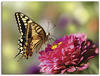Artland Leinwandbild "Schmetterling", Insekten, (1 St.), auf Keilrahmen gespannt